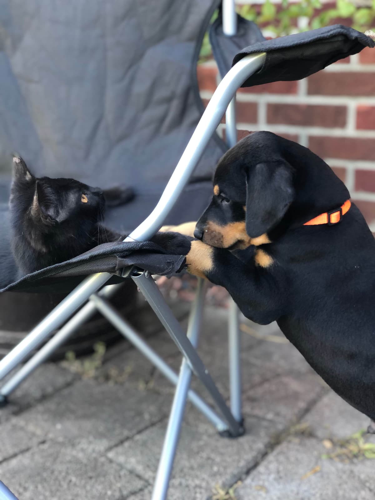 Doberman Pinscher Puppies breeder image 9