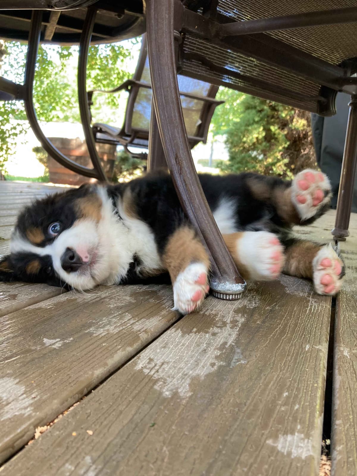Bernese Mountain Dog Puppies breeder image 7