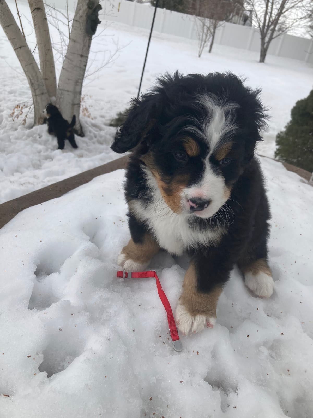 Bernese Mountain Dog Puppies breeder image 16