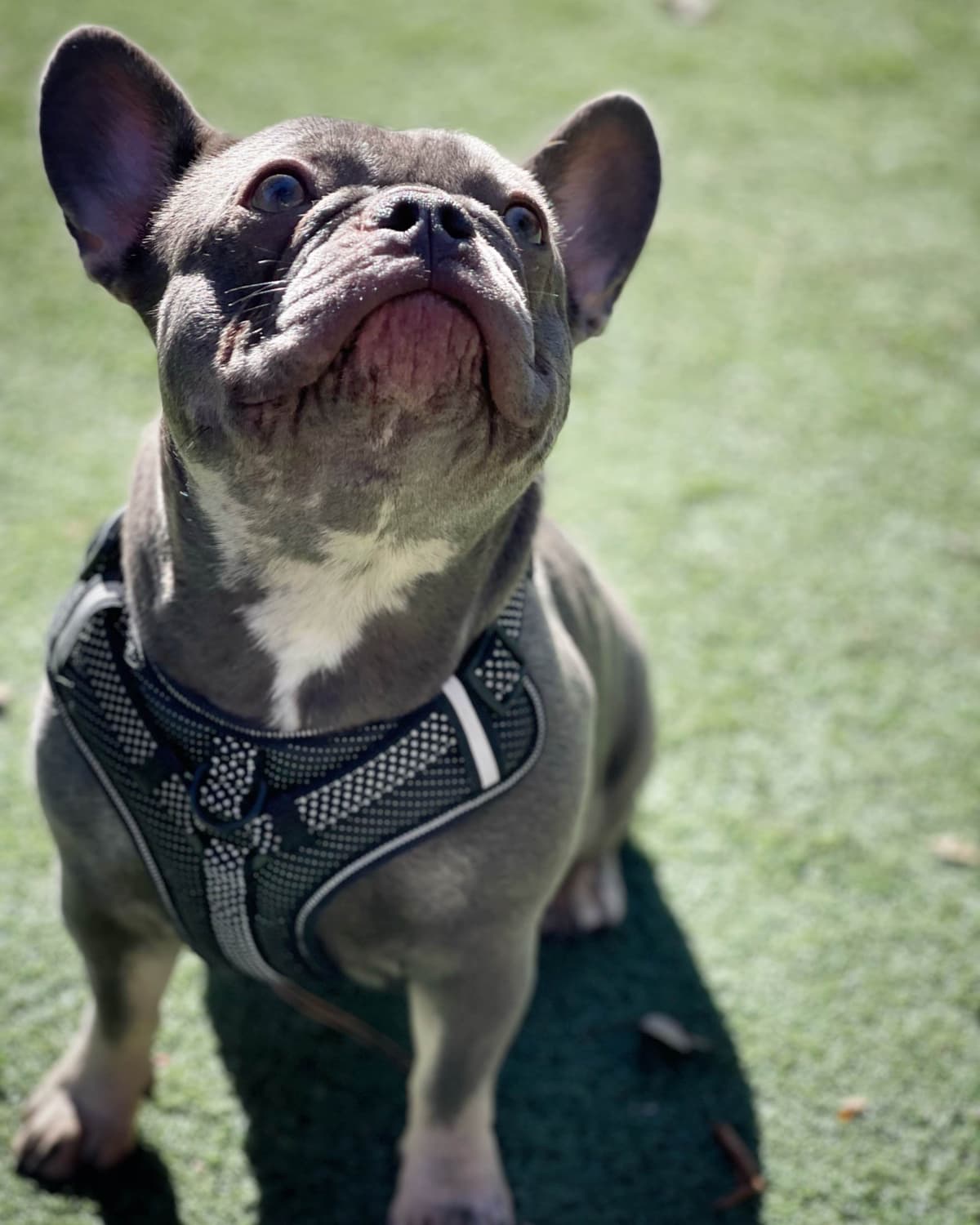 French Bulldog Puppies breeder image 3