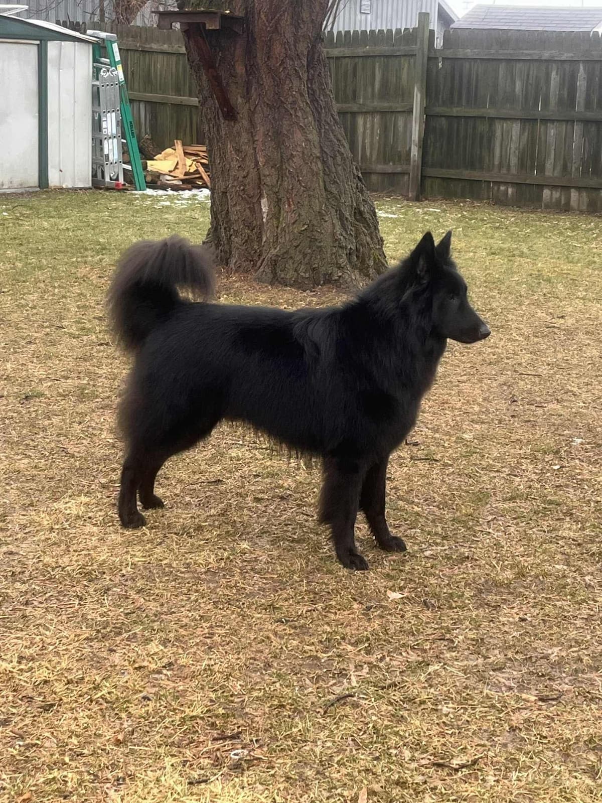 Belgian Sheepdog Puppies breeder image 7
