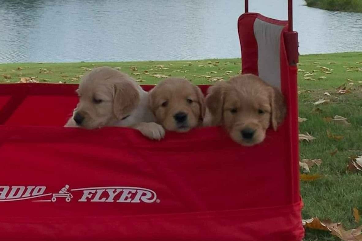 Golden Retriever Puppies - Ready to go home July 22 breeder image 5