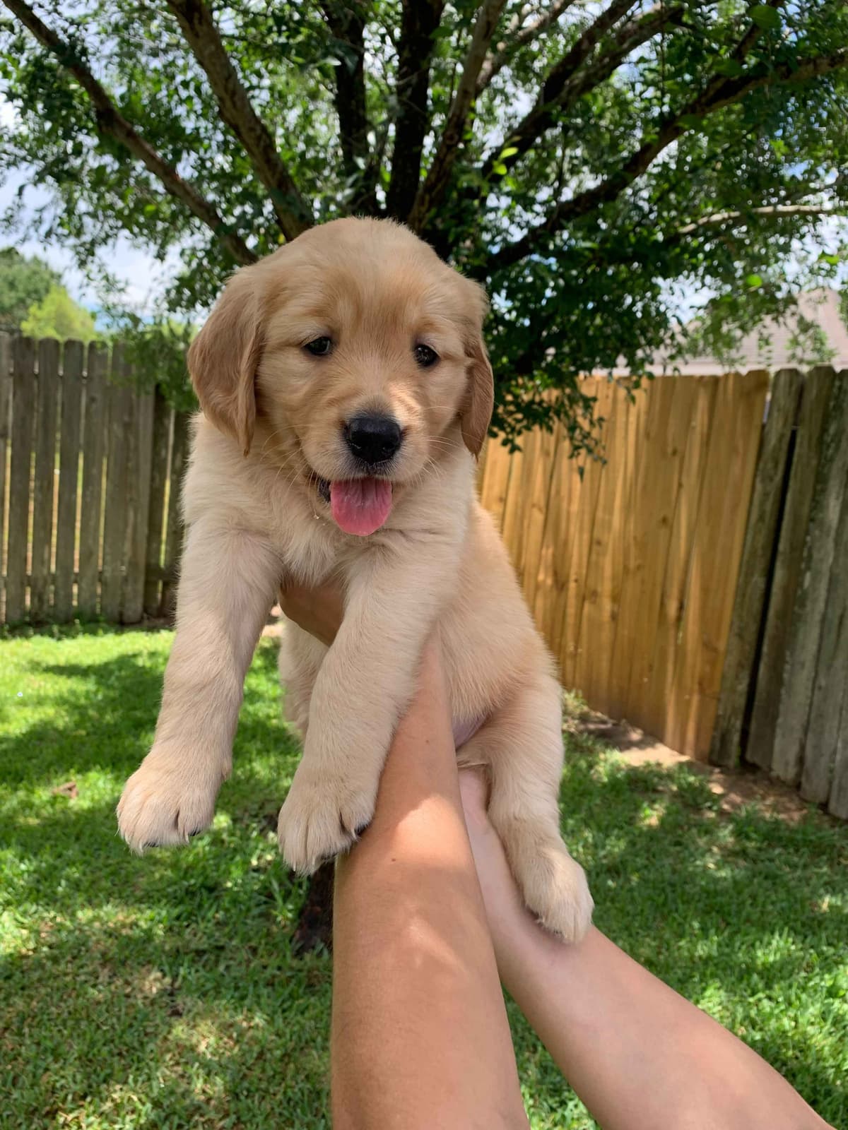 Golden Retriever Puppies - Ready to go home July 22 breeder image 8