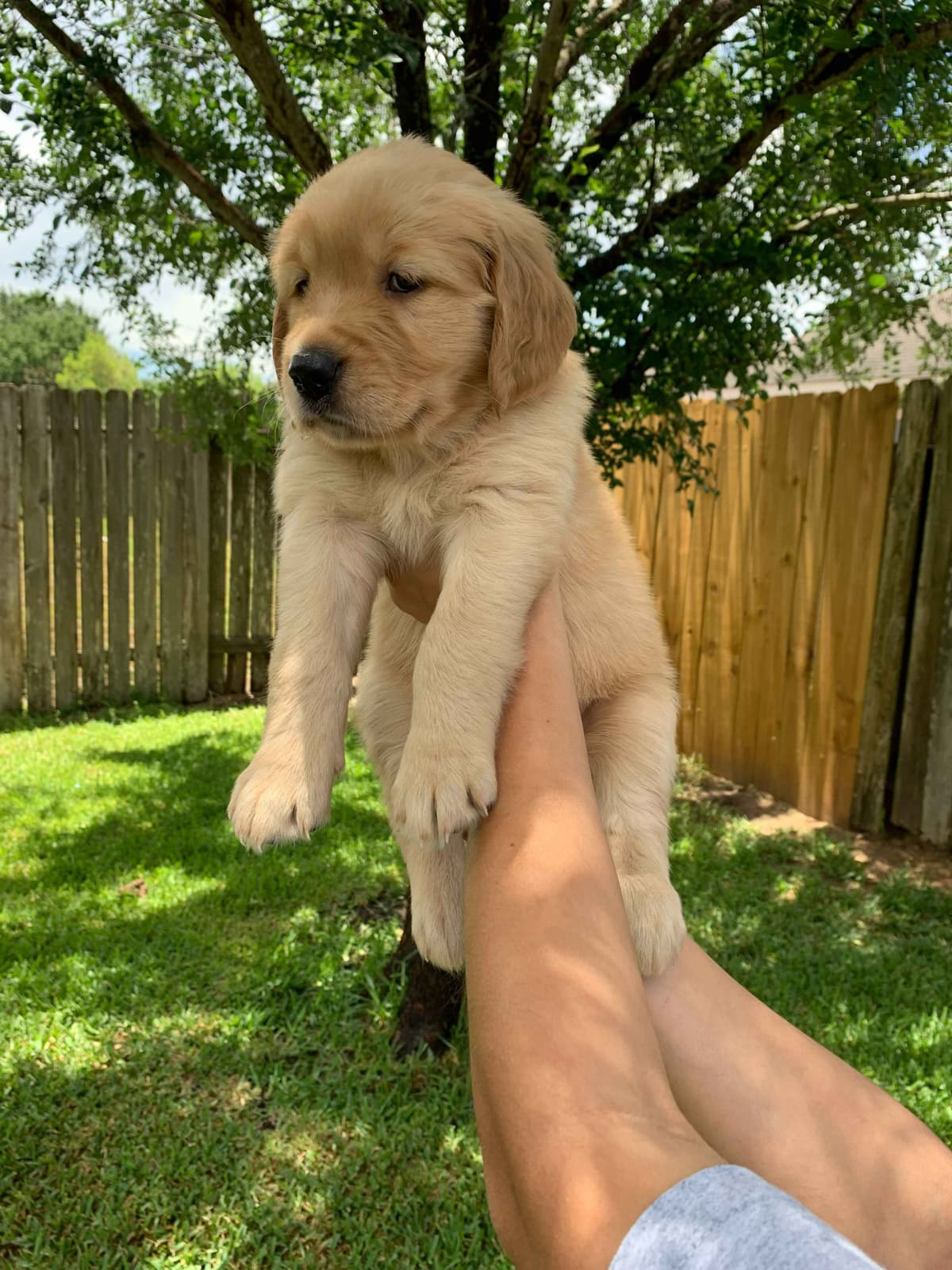 Golden Retriever Puppies - Ready to go home July 22 breeder image 9