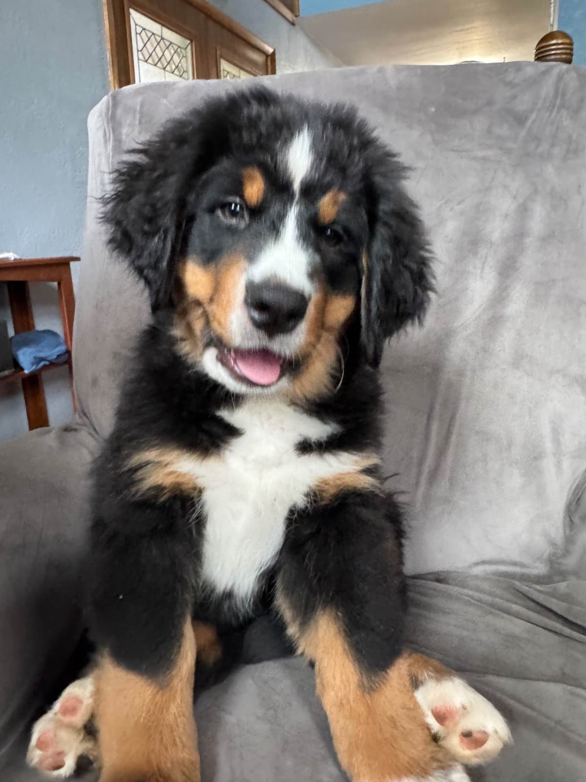 Bernese Mountain Dog Puppies breeder image 12