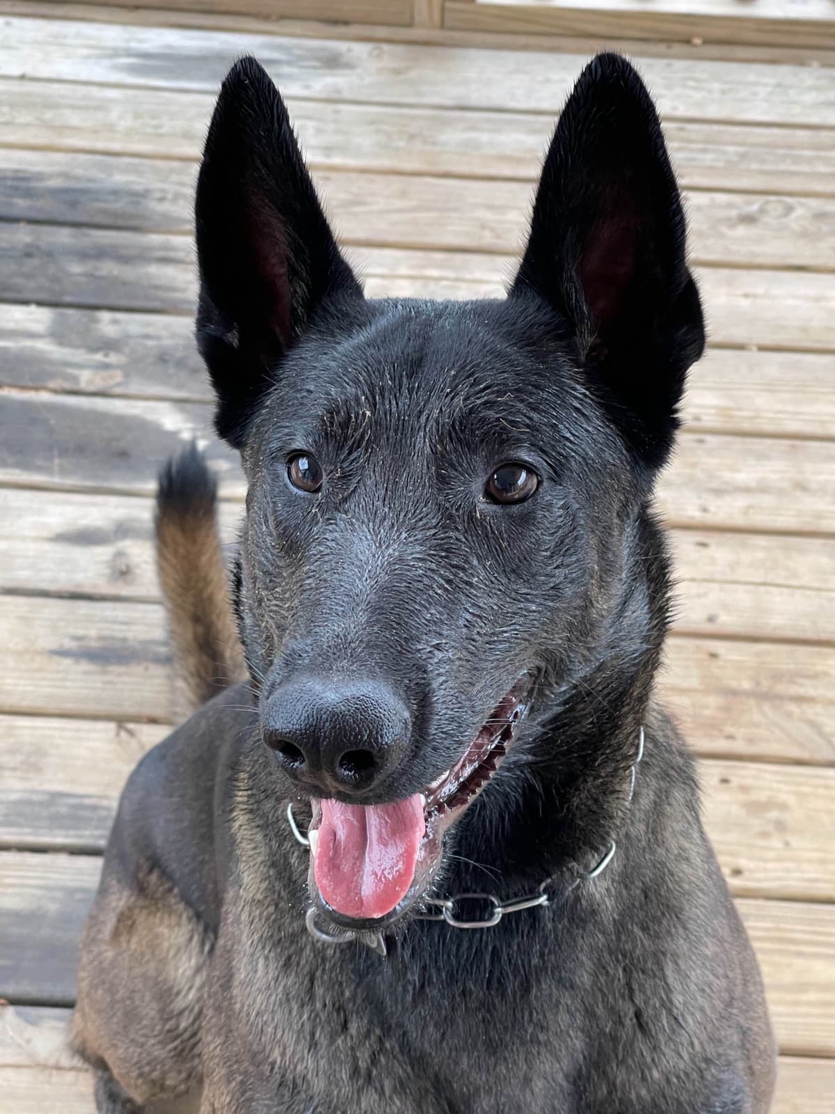 Belgian Malinois Puppies breeder image 5