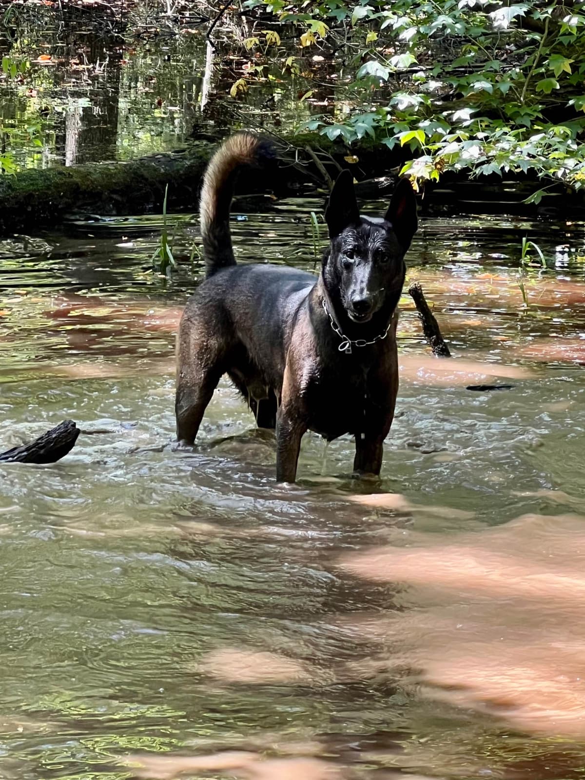 Belgian Malinois Puppies breeder image 9