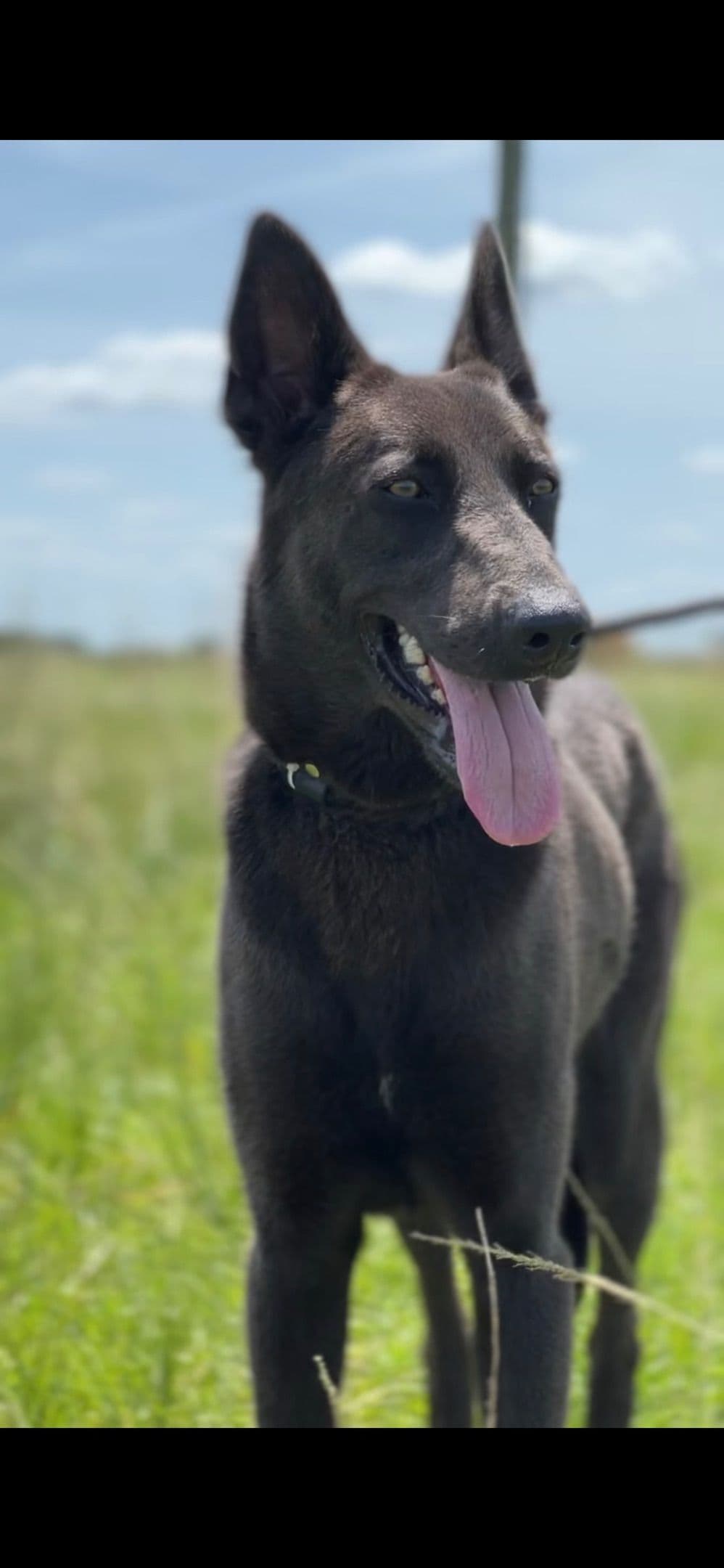 Belgian Malinois Puppies breeder image 13