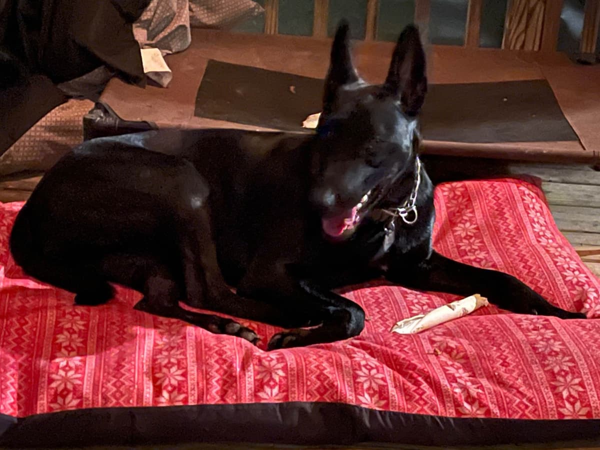 Belgian Malinois Puppies breeder image 15