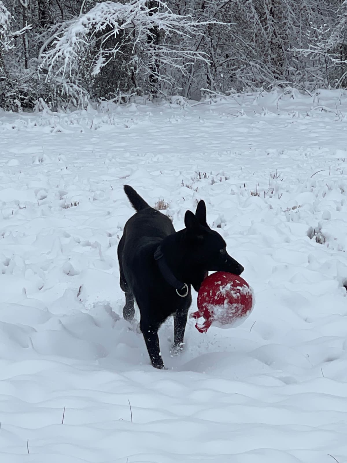 Belgian Malinois Puppies breeder image 17