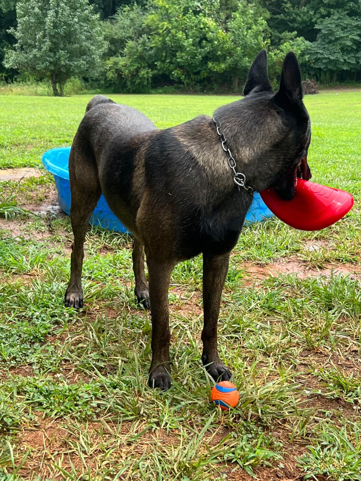 Belgian Malinois Puppies breeder image 30