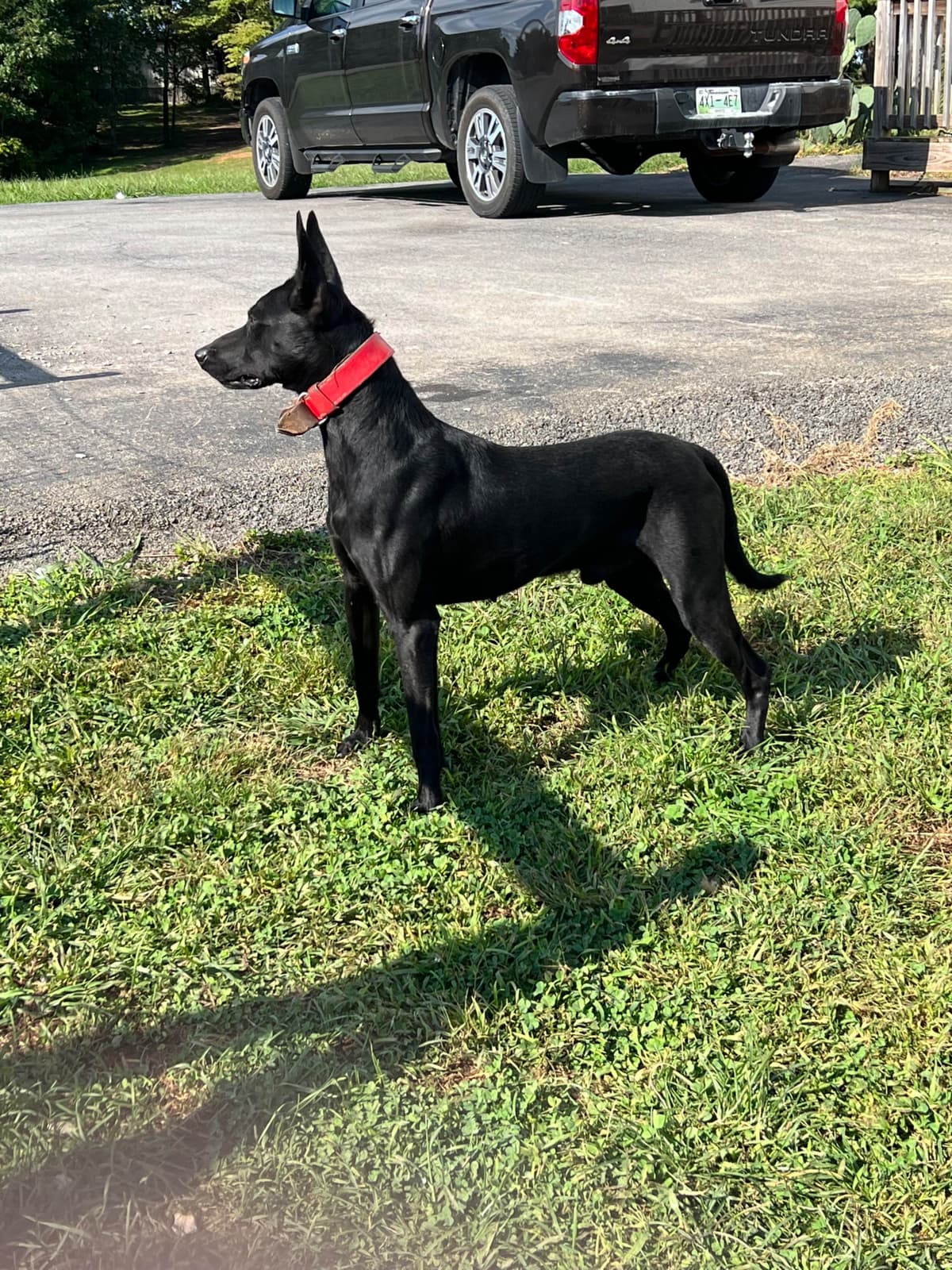 Belgian Malinois Puppies breeder image 28