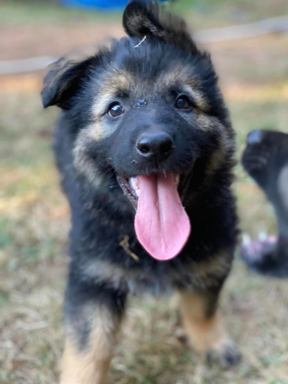 German Shepherd Dog Puppies breeder image 13