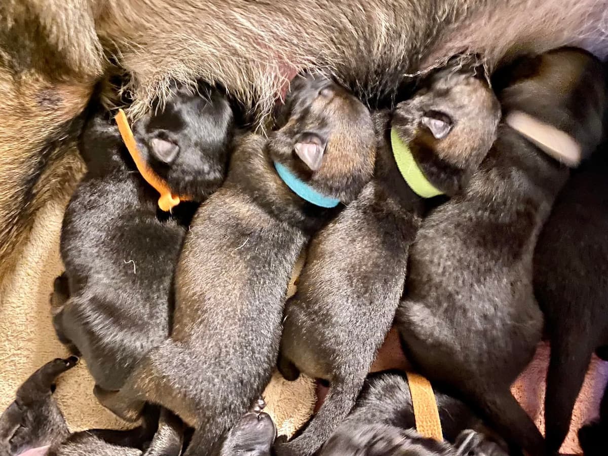 German Shepherd Dog Puppies breeder image 19