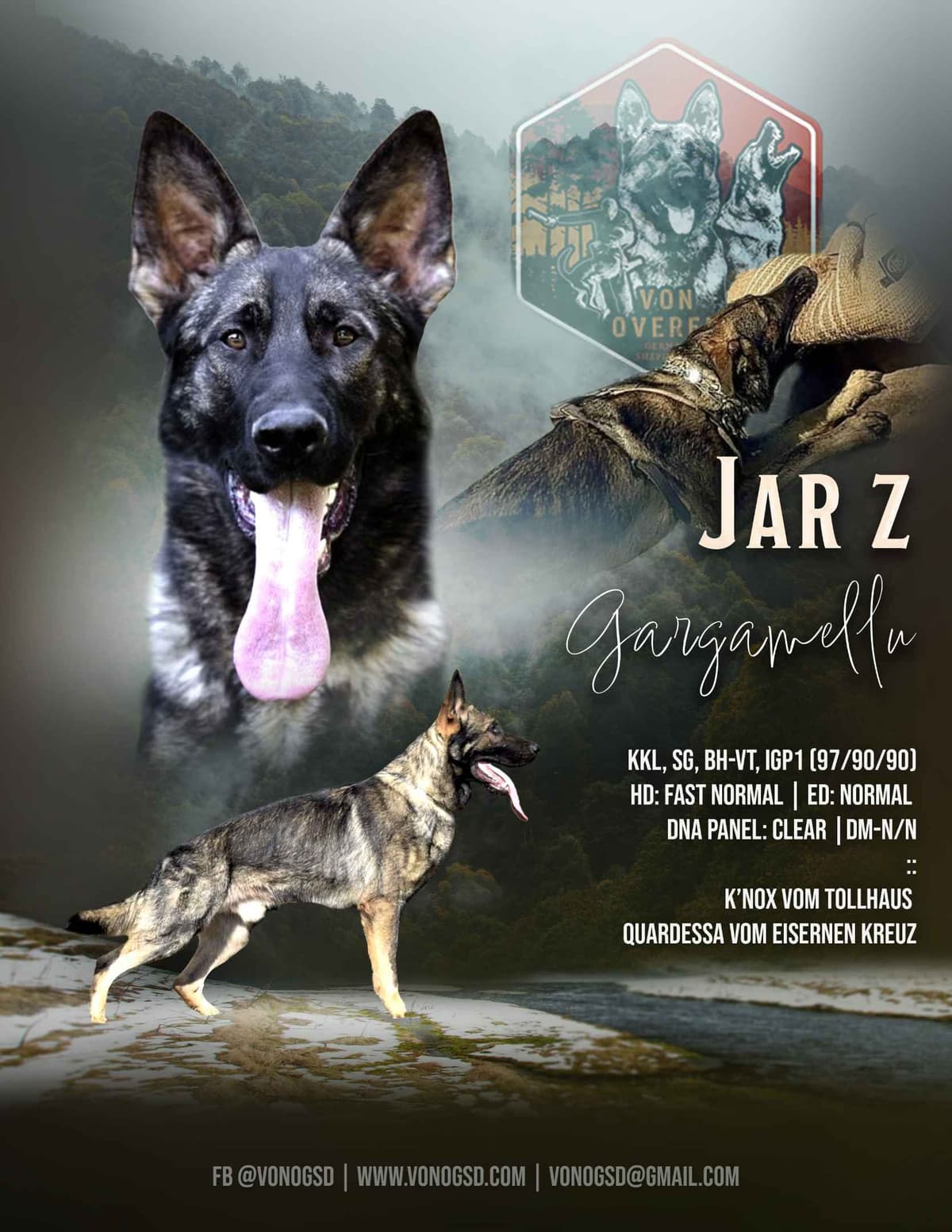 German Shepherd Dog Puppies breeder image 3