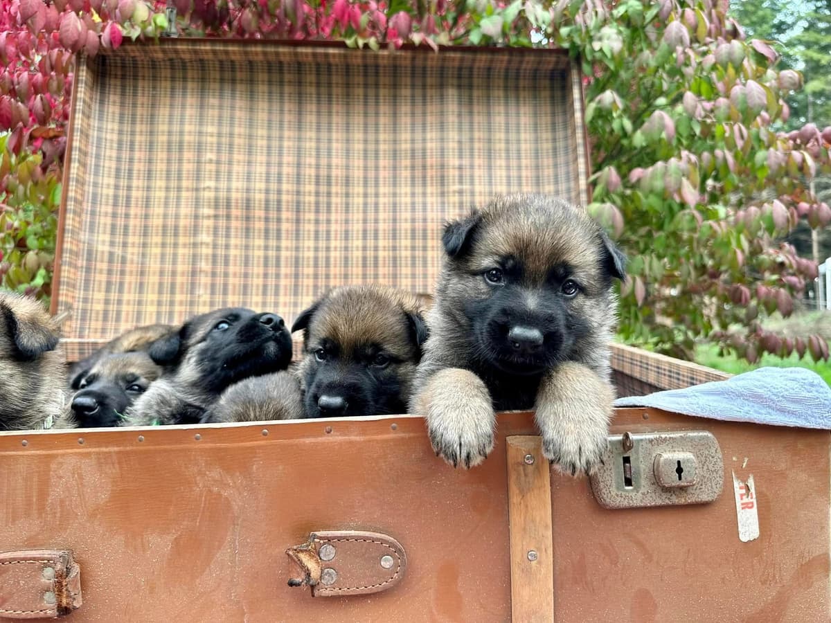 German Shepherd Dog Puppies breeder image 27