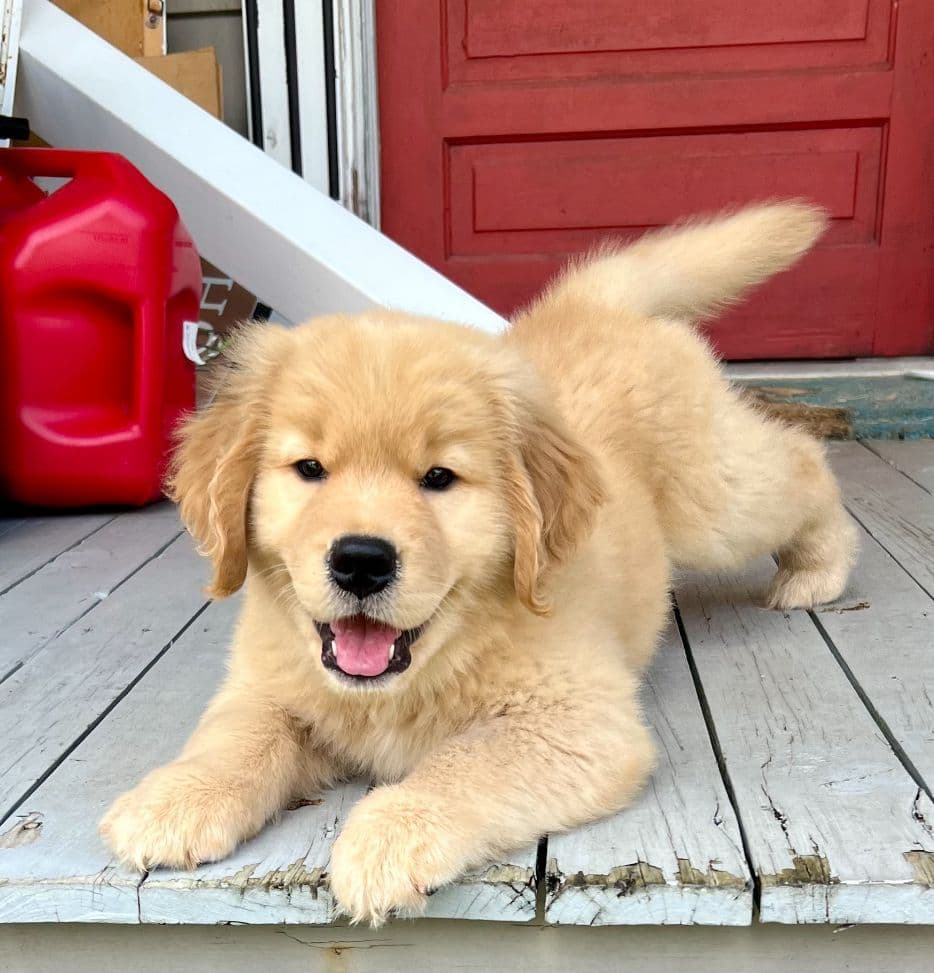 Golden Retriever Puppies breeder image 11