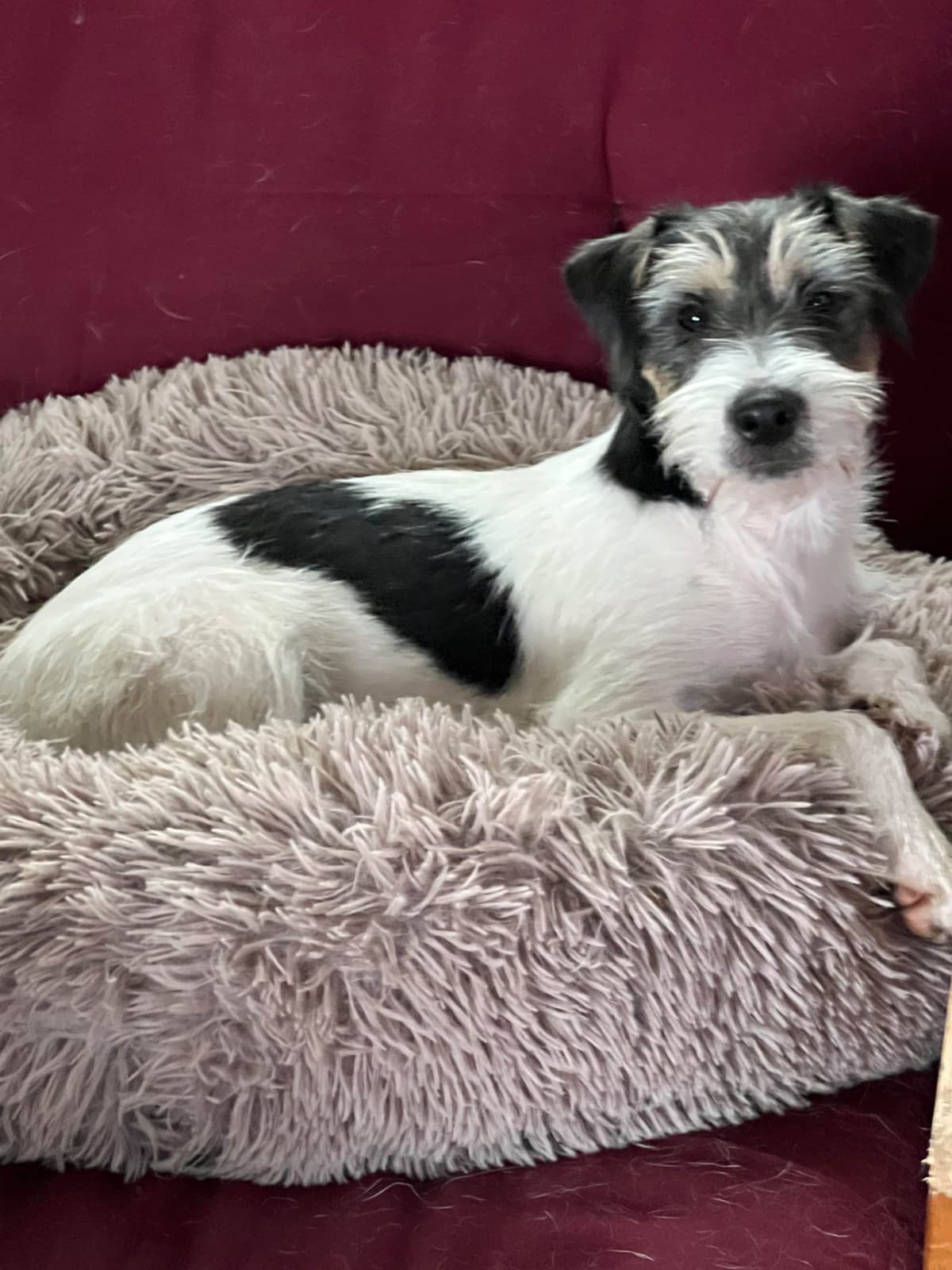 Parson Russell Terrier Puppies breeder image 5