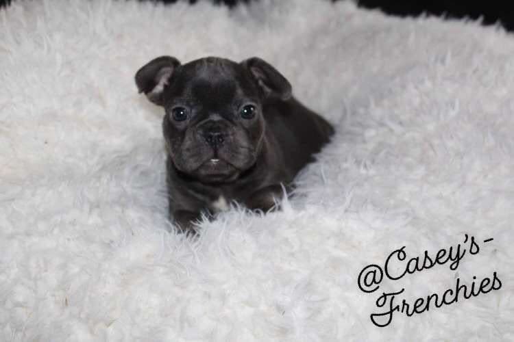 French Bulldog Female breeder image 2