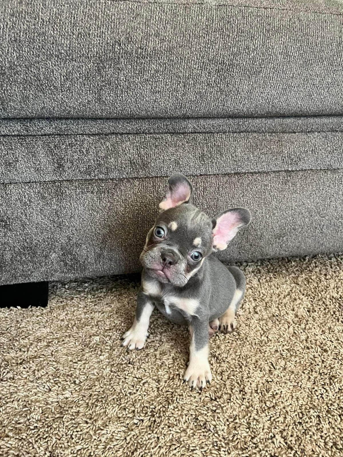 French Bulldog Female breeder image 24
