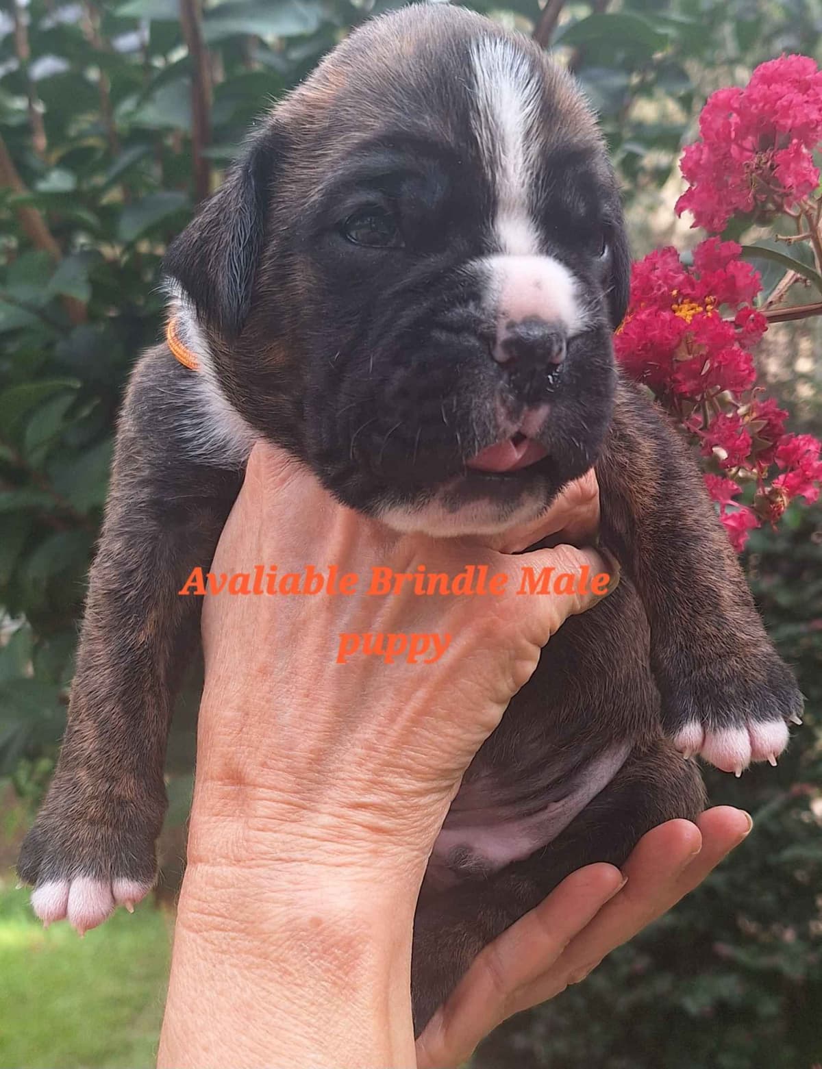 Boxer Puppies breeder image 14