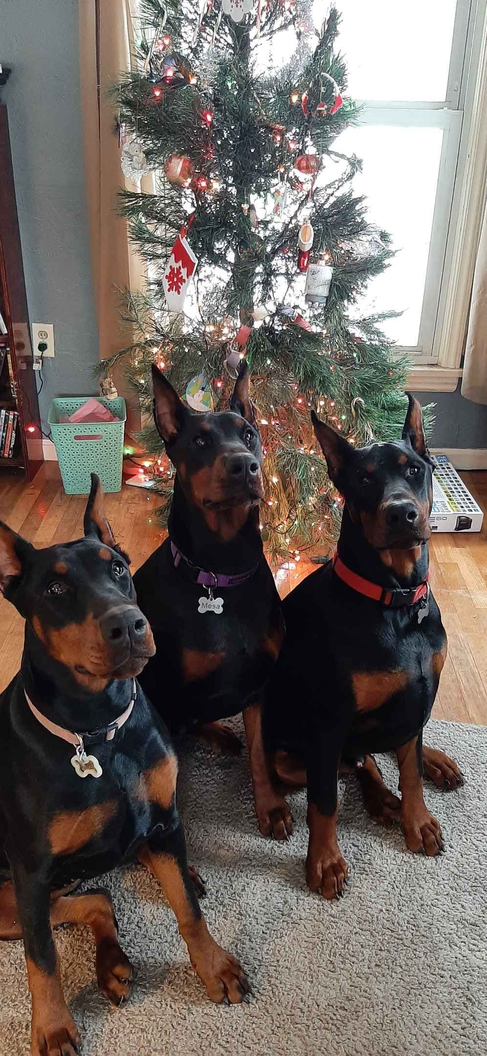 European Doberman Pinscher Puppies breeder image 9