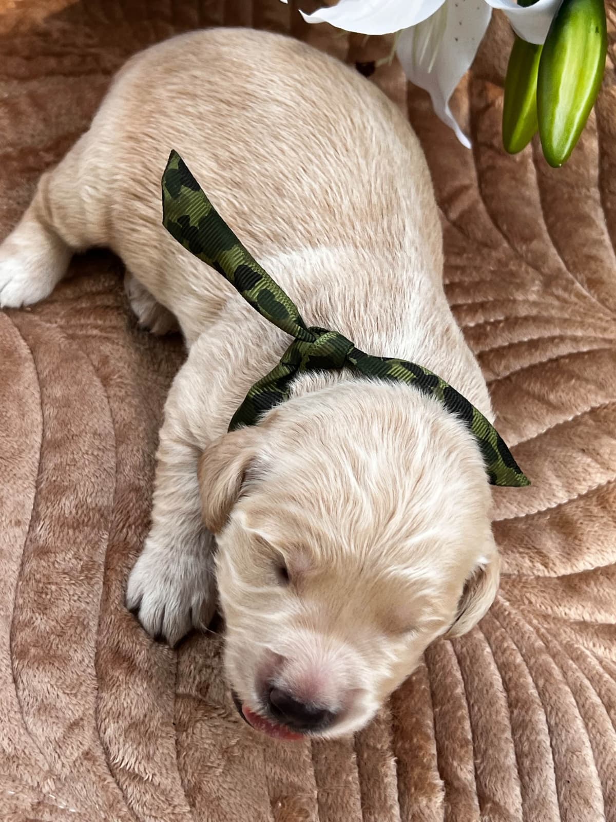 Golden Retriever Puppies breeder image 3