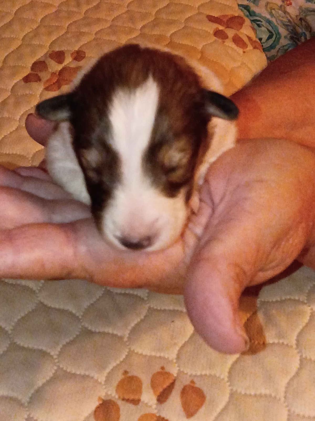 Shelties of Kimble's Bee Farm breeder image 7