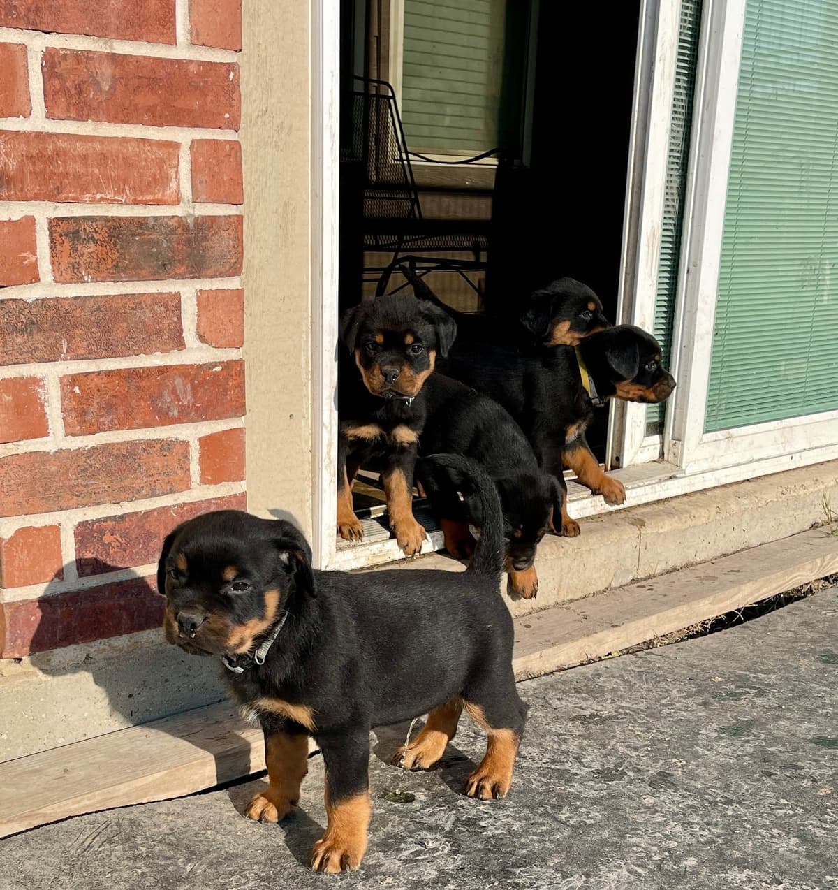 Rottweiler Puppies breeder image 13