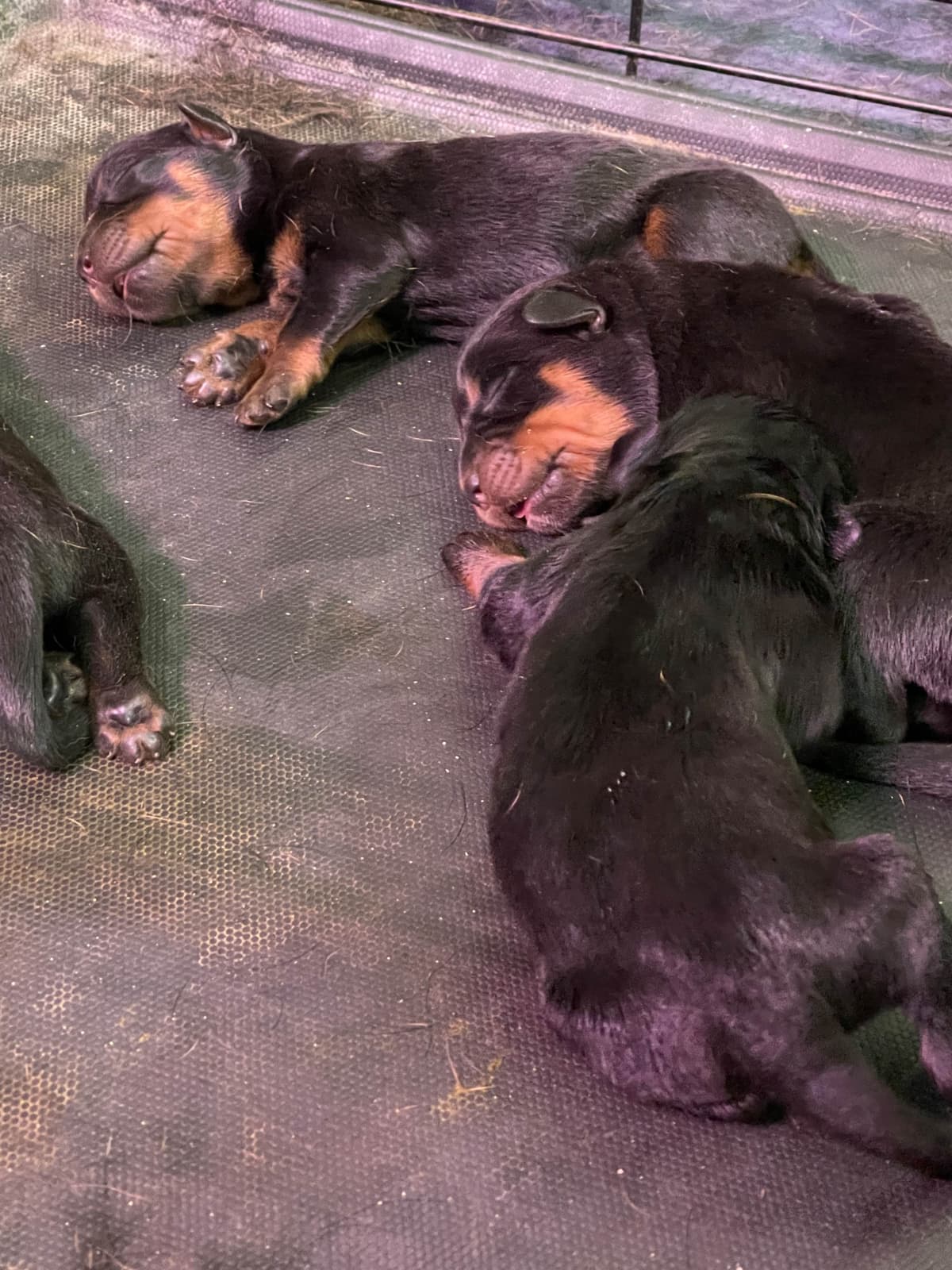 Rottweiler Puppies breeder image 20
