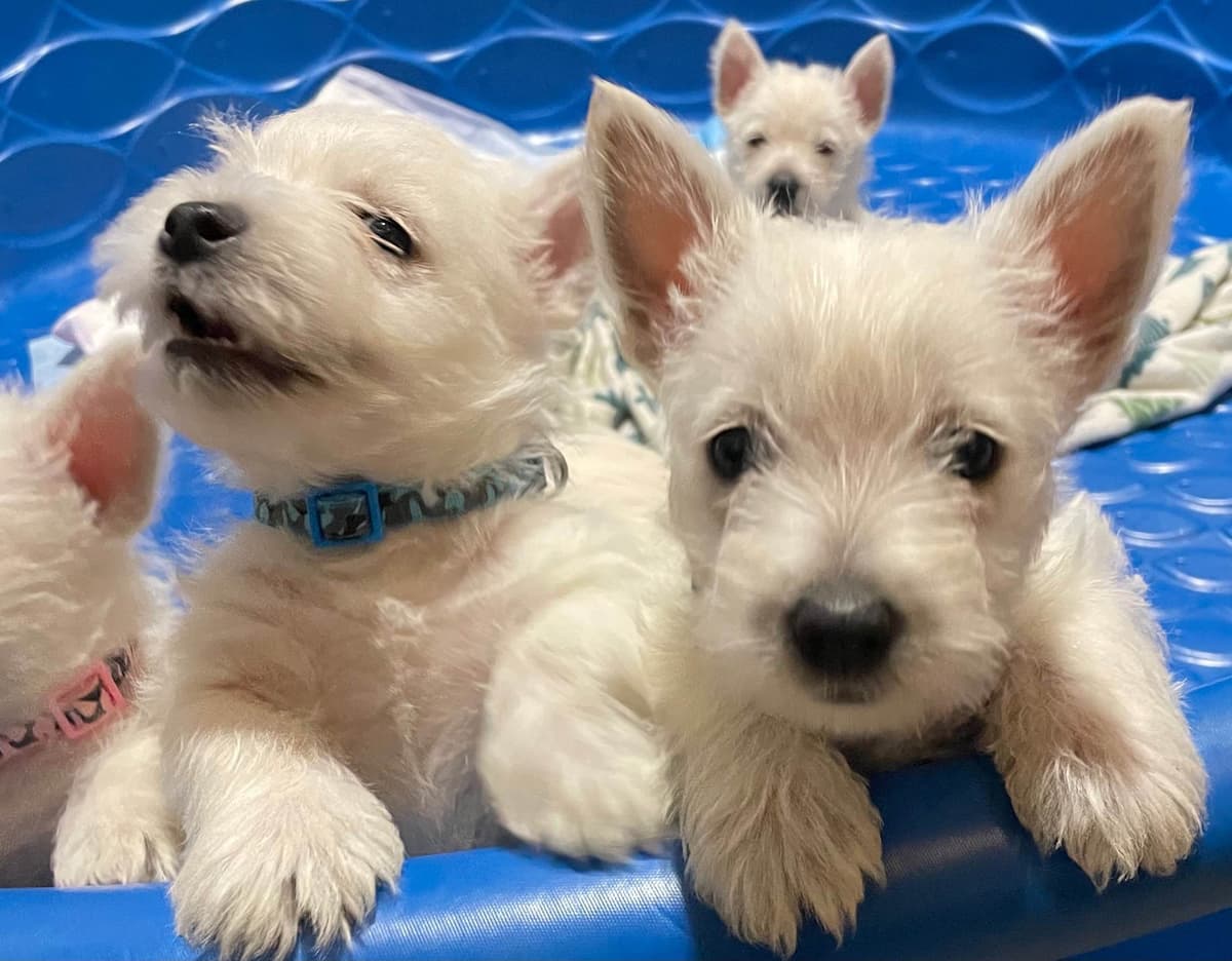 Pacific NorthWesties…..West Highland White Terrier Puppies breeder image 20