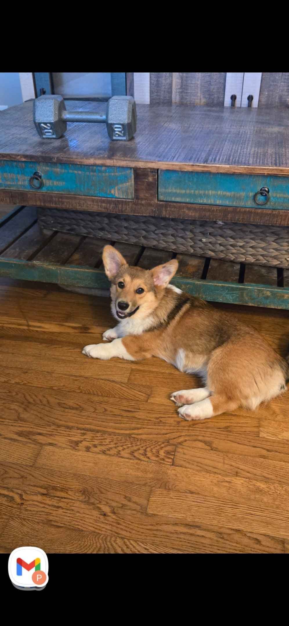 Pembroke Welsh Corgi Puppies breeder image 17