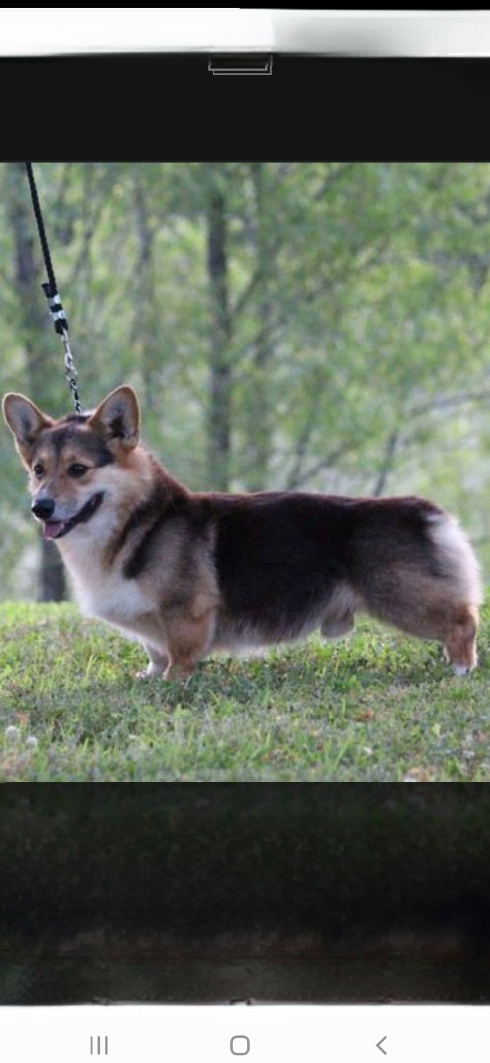 Pembroke Welsh Corgi Puppies breeder image 18