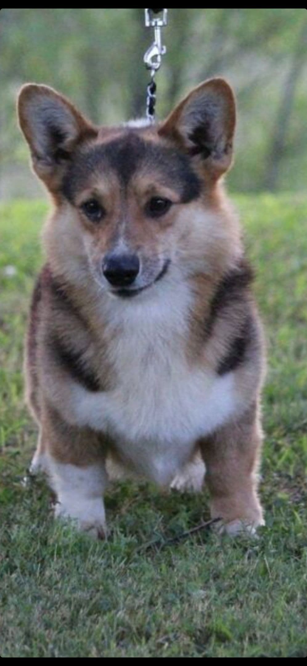 Pembroke Welsh Corgi Puppies breeder image 19