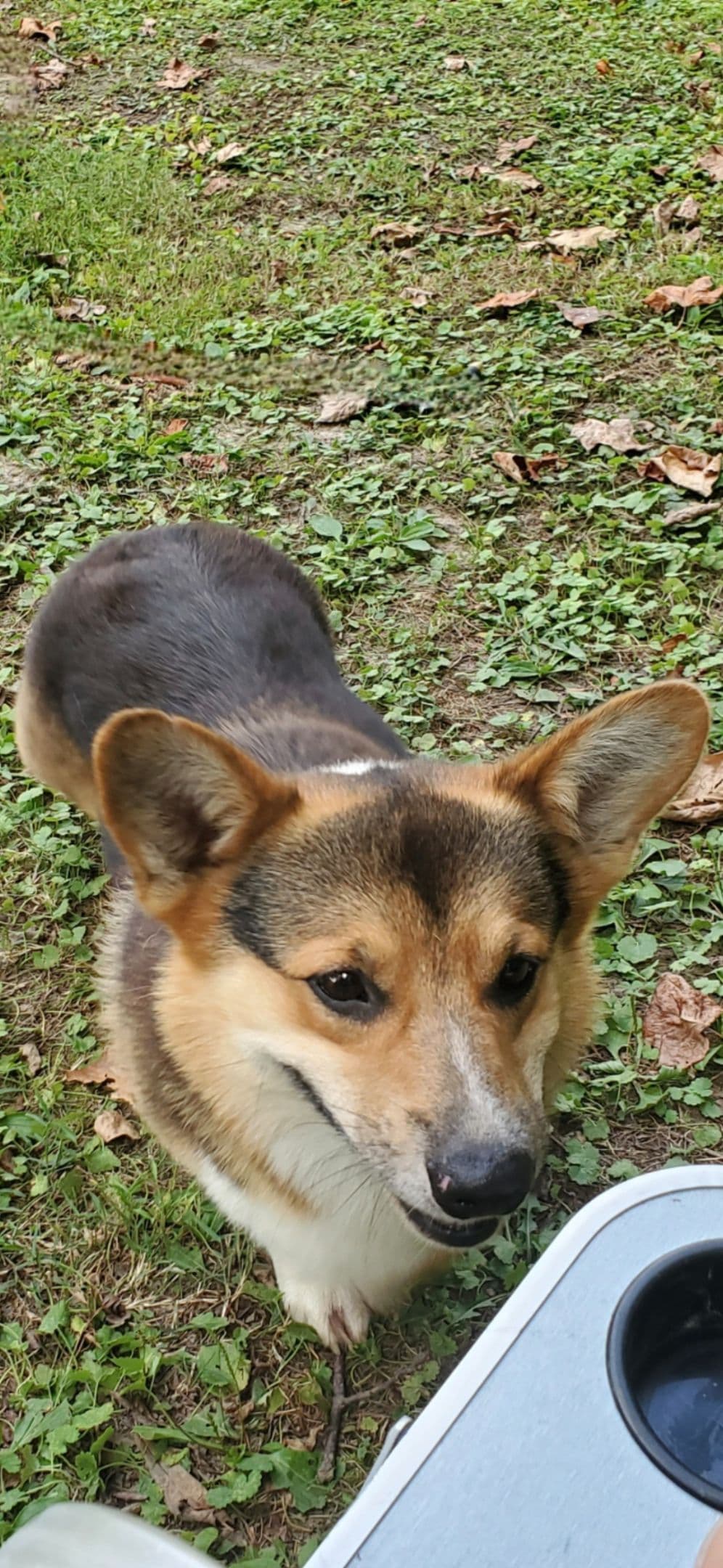 Pembroke Welsh Corgi Puppies breeder image 25