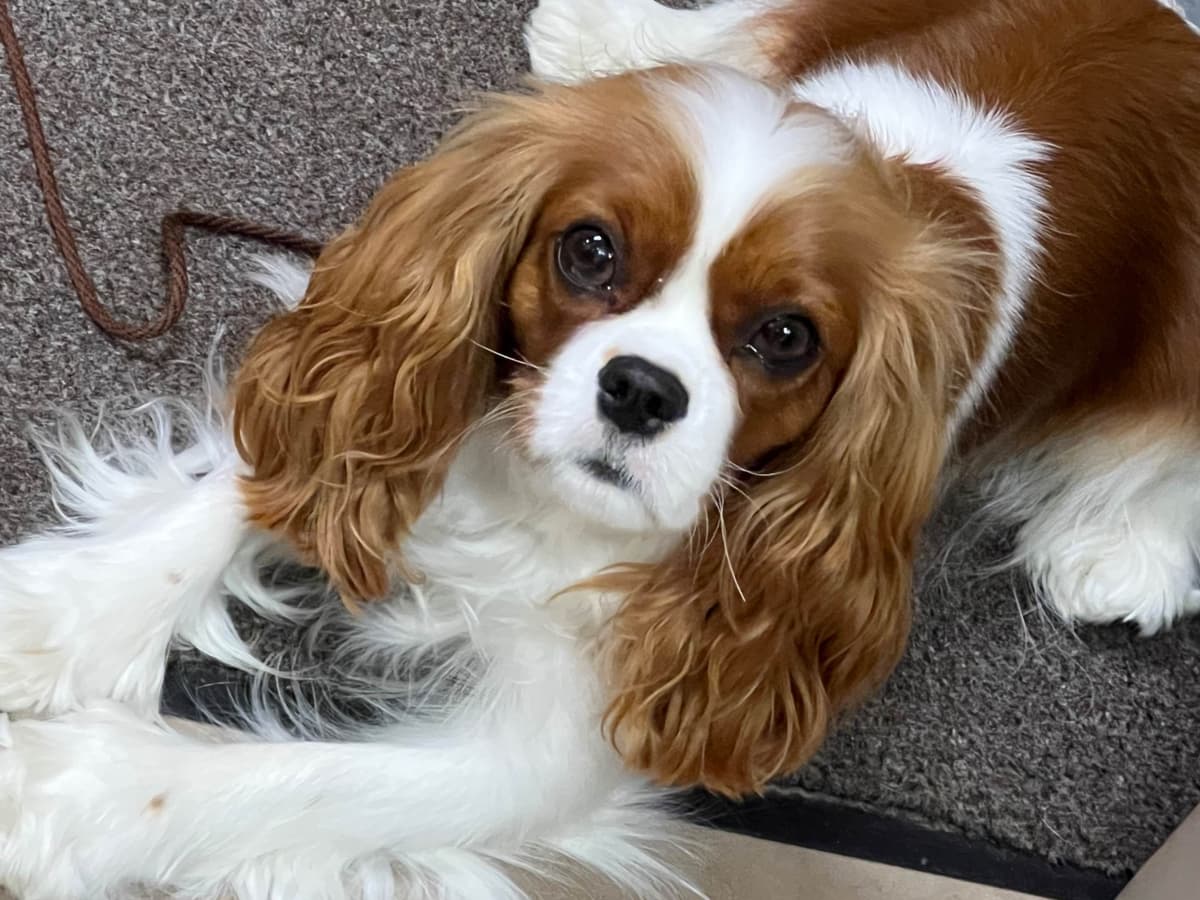 Cavalier King Charles Spaniel Puppies breeder image 3