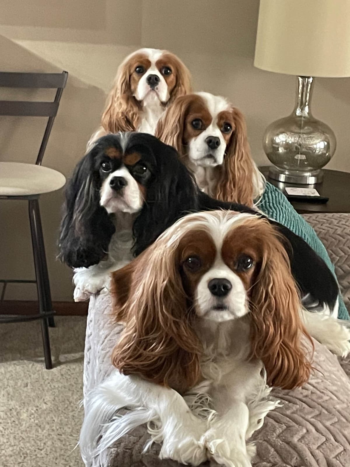 Cavalier King Charles Spaniel Puppies breeder image 4