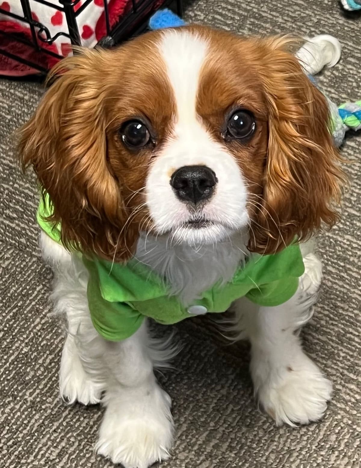 Cavalier King Charles Spaniel Puppies breeder image 5