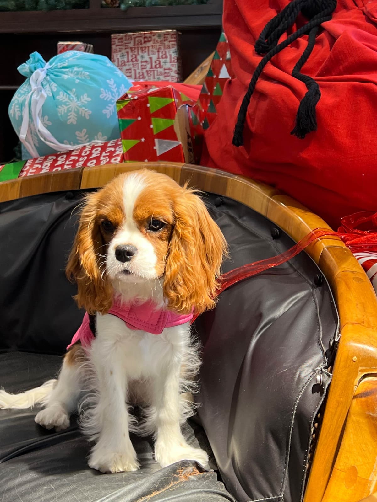 Cavalier King Charles Spaniel Puppies breeder image 6