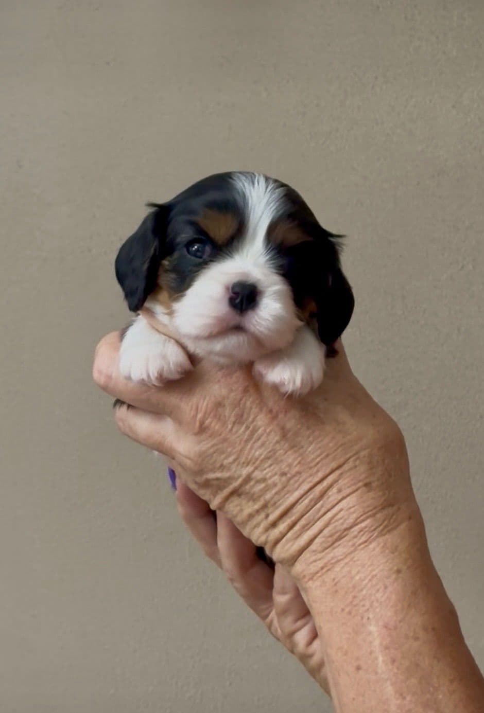 Cavalier King Charles Spaniel Puppies breeder image 9