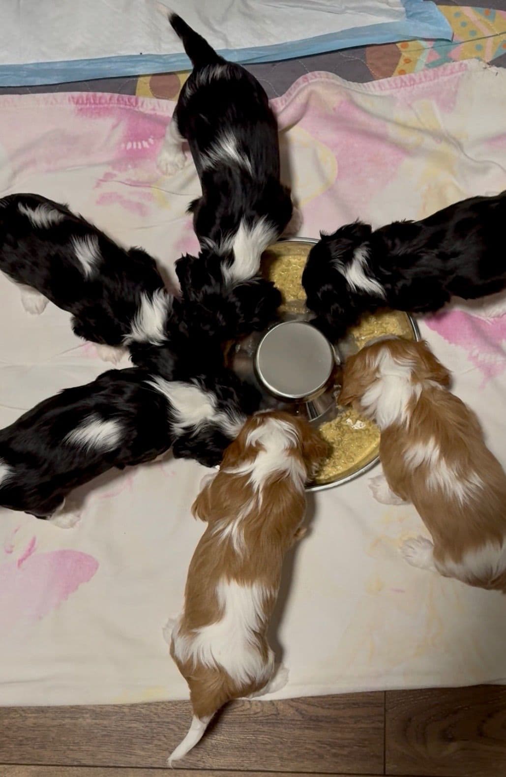 Cavalier King Charles Spaniel Puppies breeder image 10