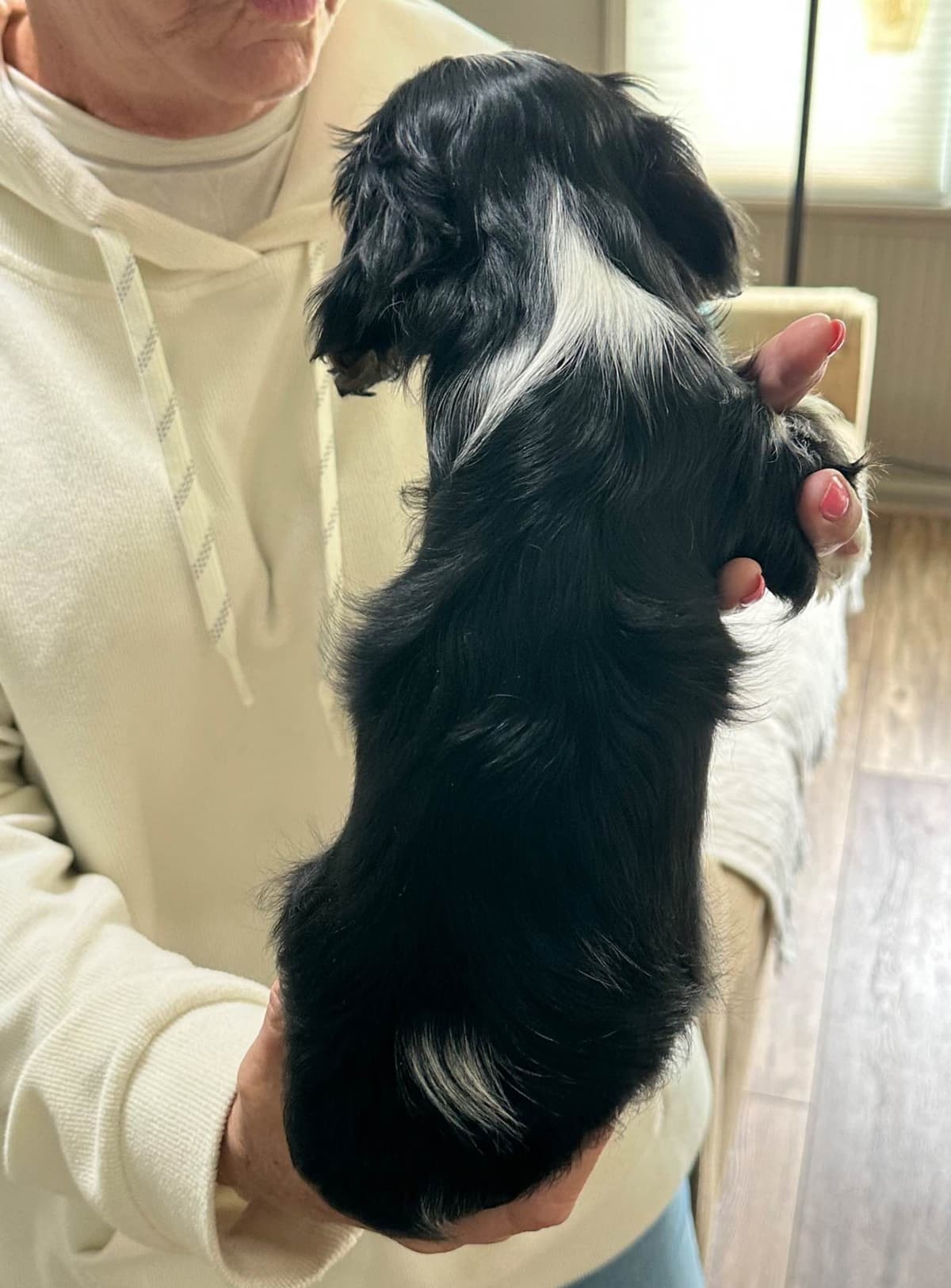 Cavalier King Charles Spaniel Puppies breeder image 11