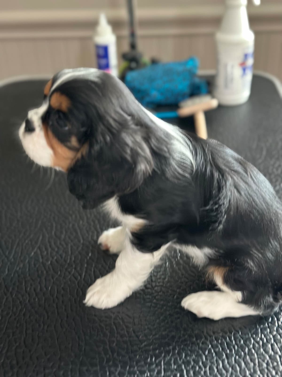 Cavalier King Charles Spaniel Puppies breeder image 12