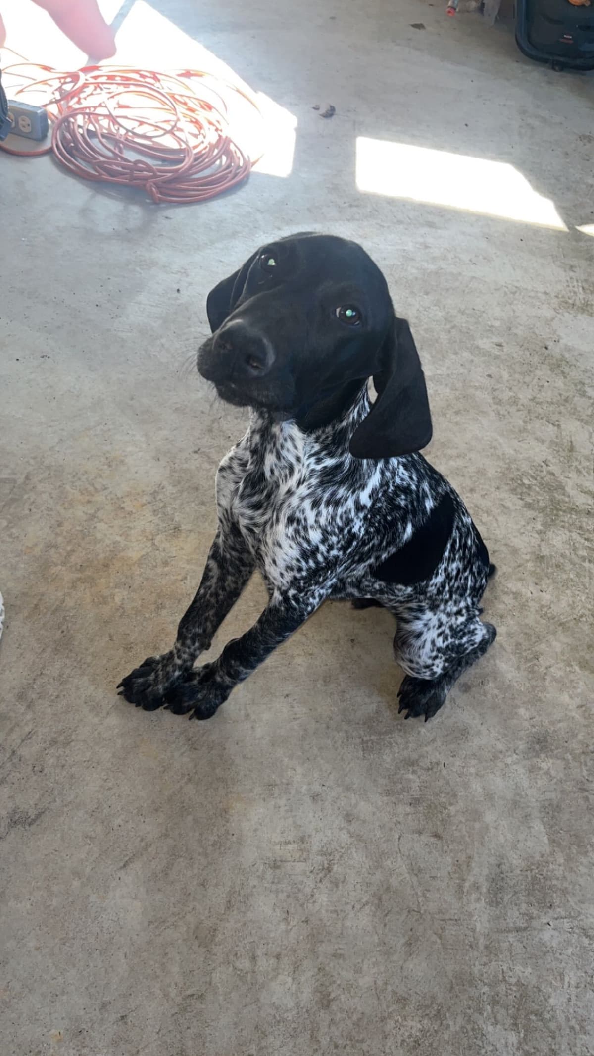 German Shorthaired Pointer Puppies breeder image 7