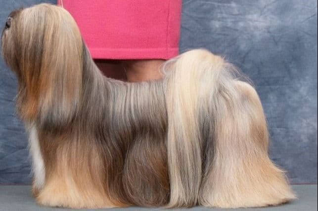 Lhasa Apso Puppies breeder image 3