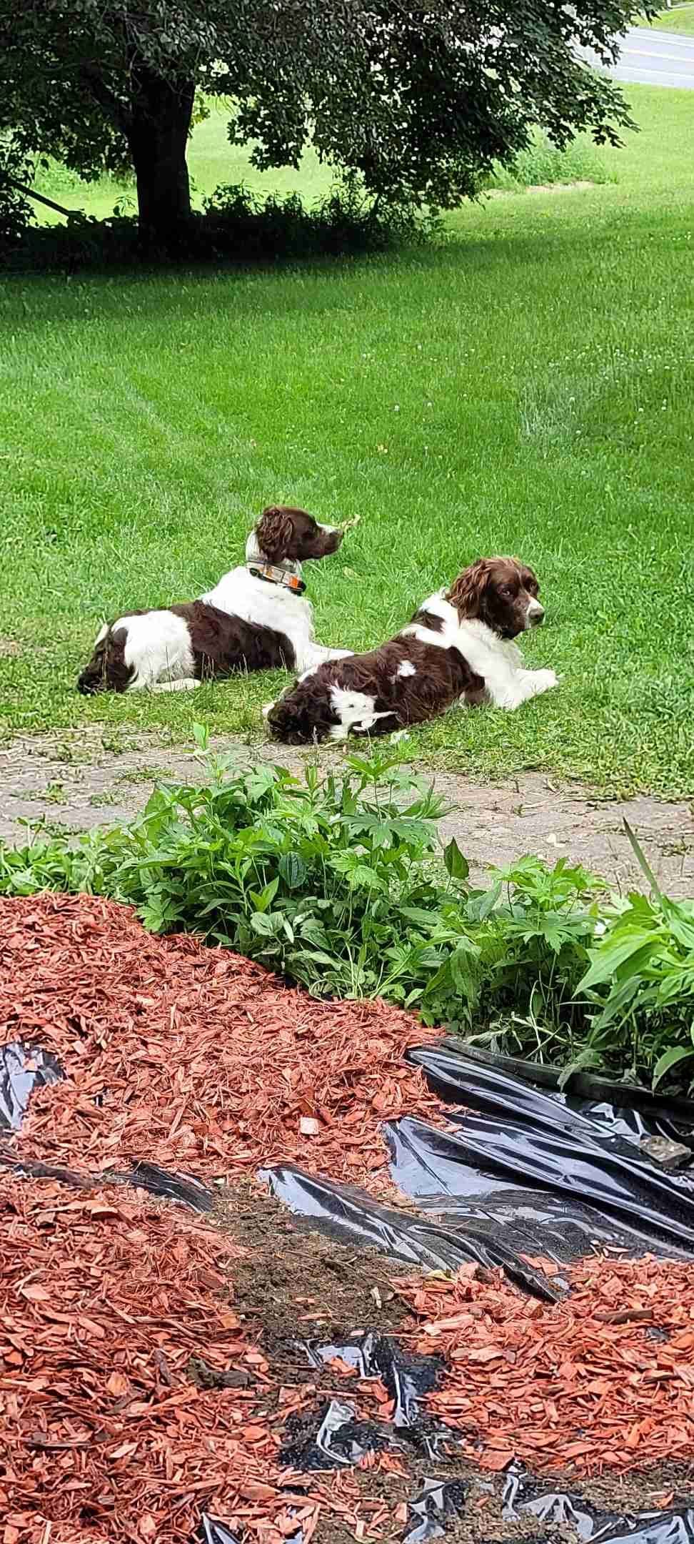 Brittany Puppies breeder image 2