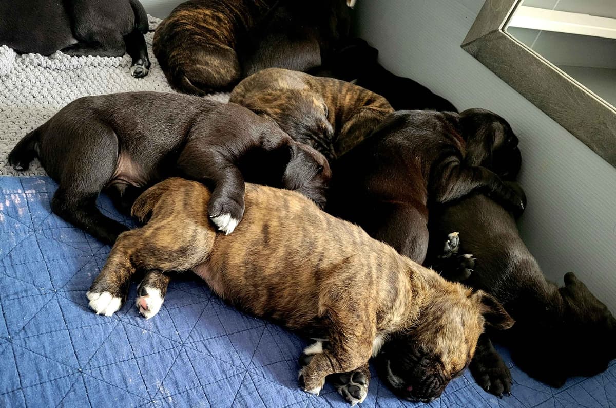 Cane Corso Puppies breeder image 3