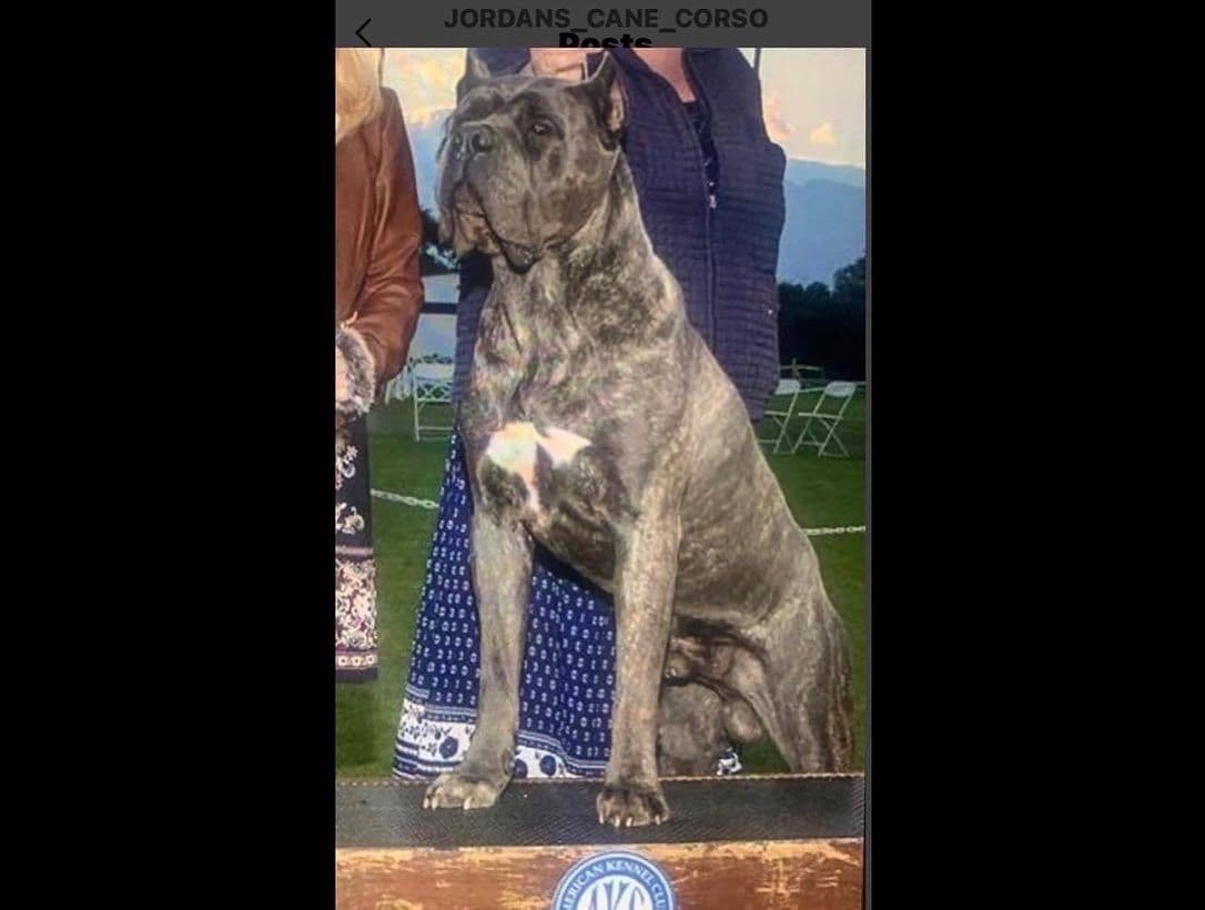 Cane Corso Puppies breeder image 2