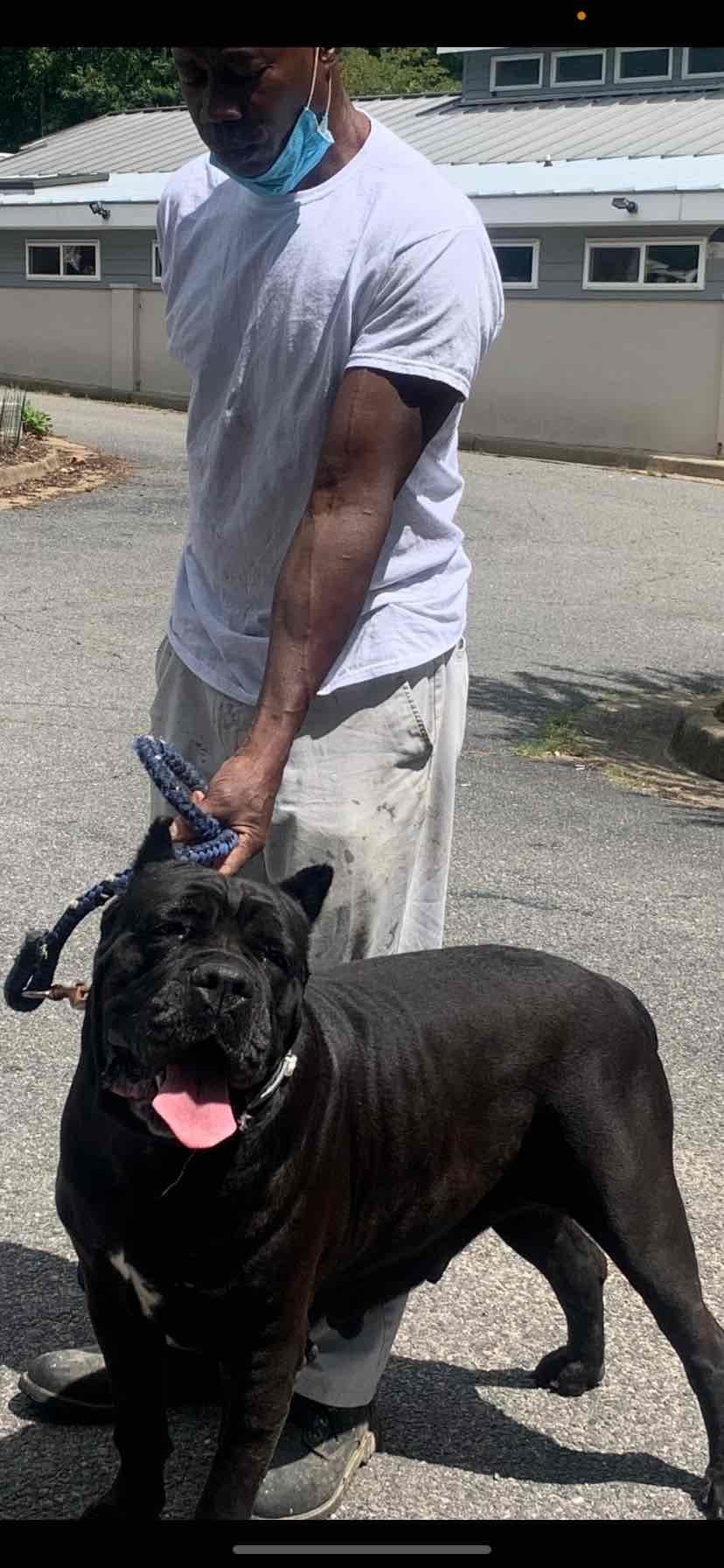 Cane Corso Puppies breeder image 10