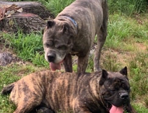 Cane Corso Puppies breeder image 14